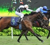 Tenzing<br>Photo by Singapore Turf Club